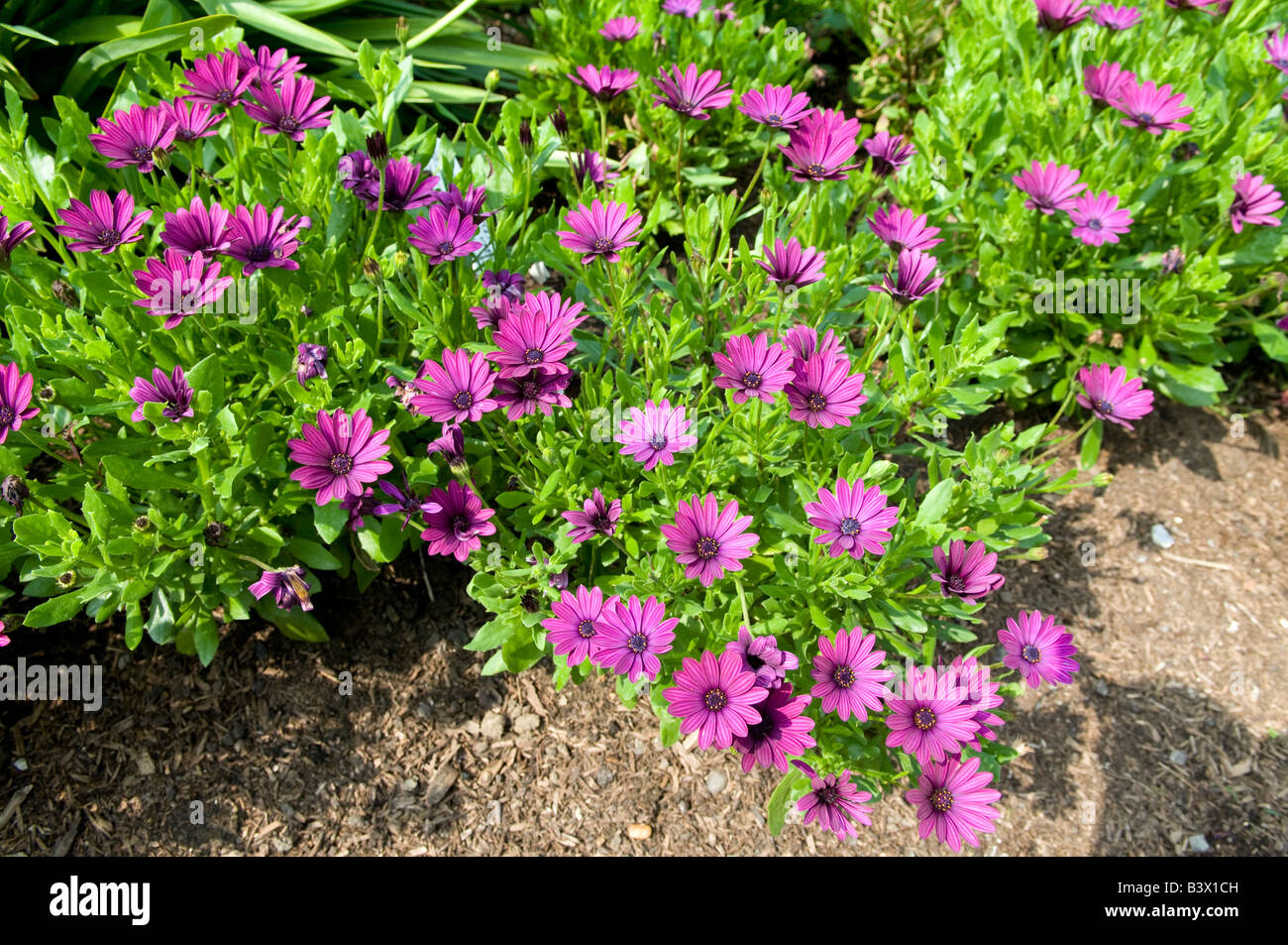 Osteospermum Compositae/Asteraceae `Sunny Mary` Stock Photo